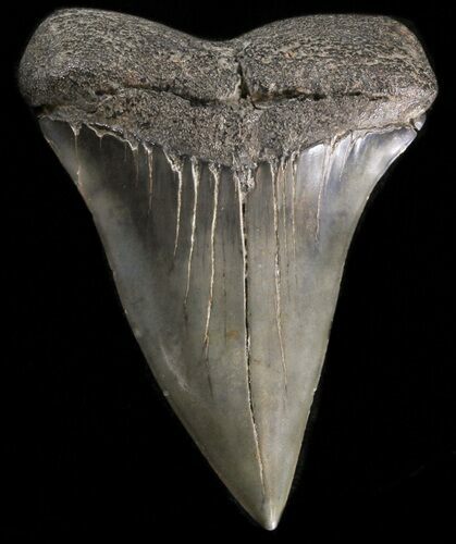Large Fossil Mako Shark Tooth - Georgia #39885